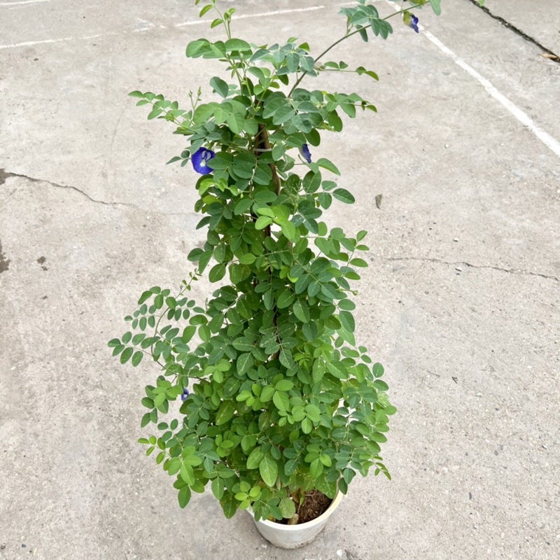 Chậu cây hoa đậu biếc cao 45-55cm, cây hoa leo giàn, ban công tạo bóng mát, trồng trang trí sân vườn
