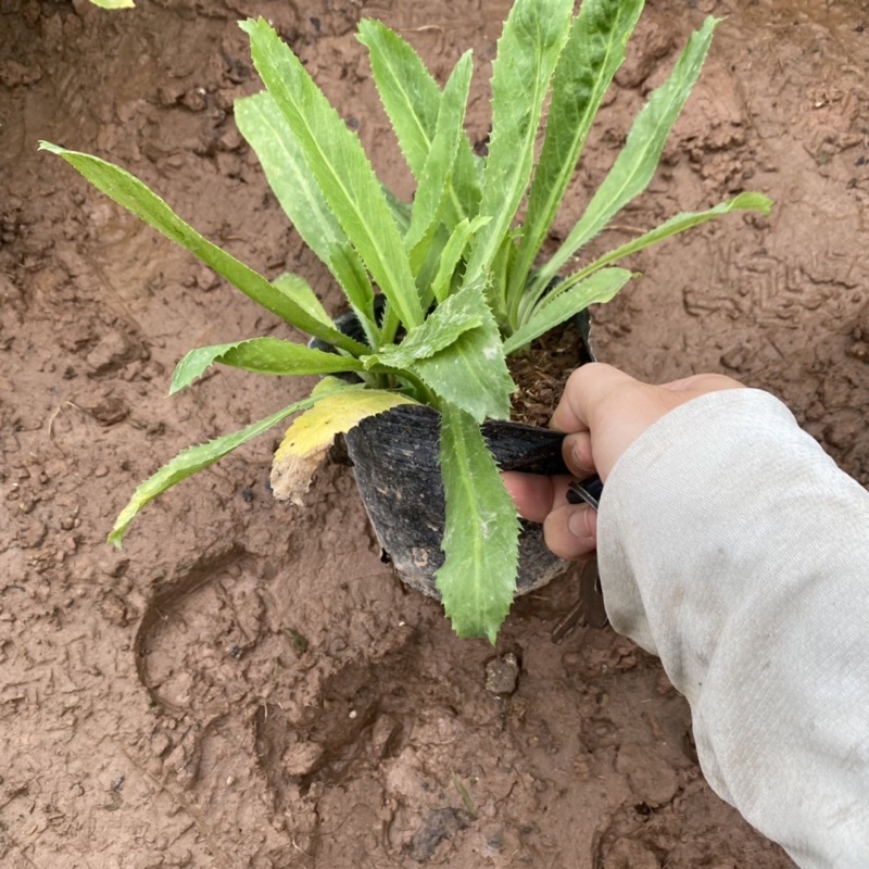 Cây rau mùi tàu trồng bịch đen dùng làm gia vị trong các món ăn