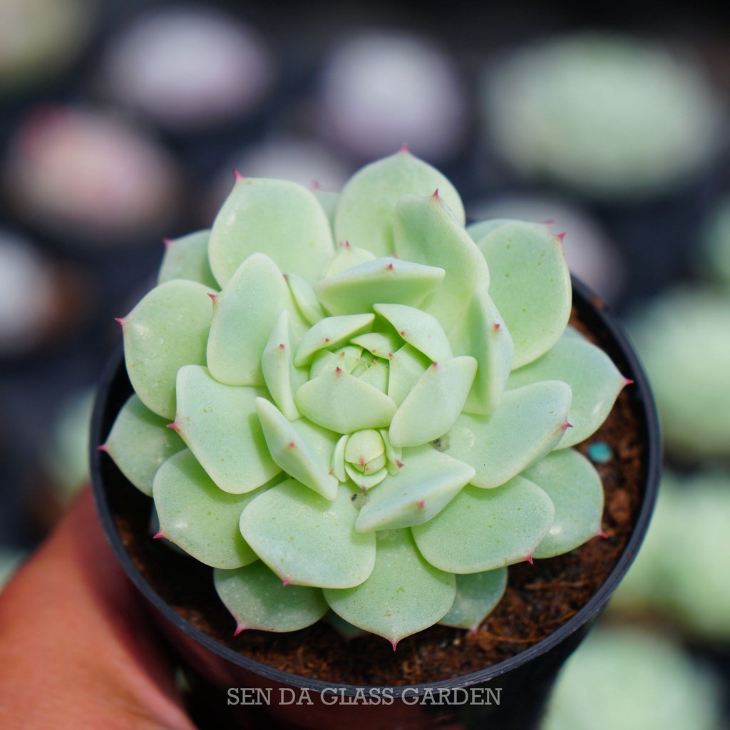 Sen đá Địa Cầu GLASS GARDEN siêu cute 7cm, sen đá Đà Lạt, thuần khí hậu, lỗi 1 đổi 1