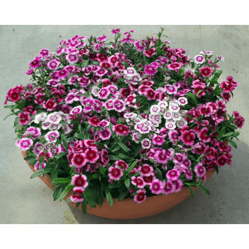 Hạt Giống Hoa Cẩm Chướng Chùm Mix Đủ Màu