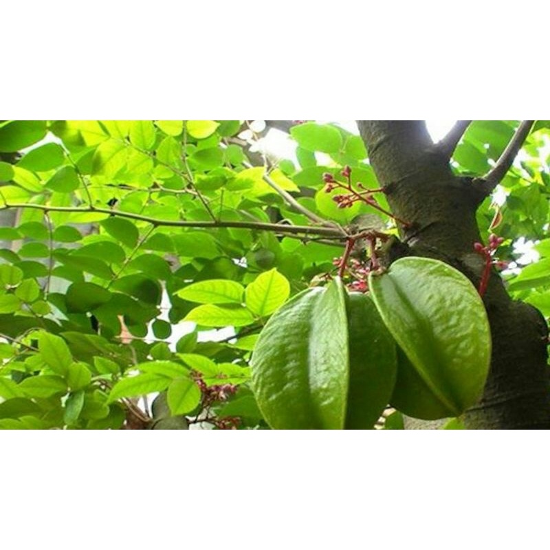 Lá khế tươi - lá khế chua - 250g/phần