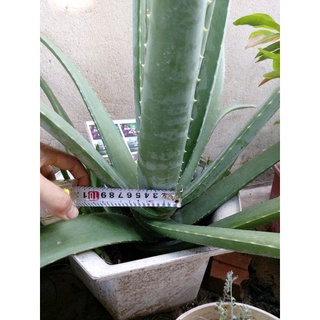 Cây nha đam giống Mỹ