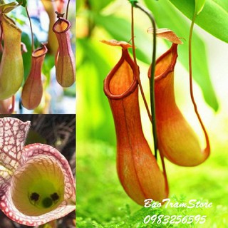 Hạt giống cây nắp ấm - cây bắt mồi gói 20 hạt xuất xứ Đức