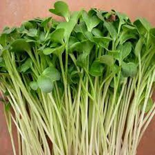 1kg hạt giống rau mầm củ cải trắng