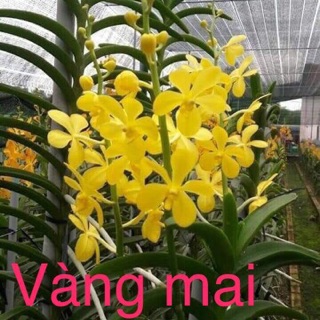 combo 5 cây 5 màu - lan mokara