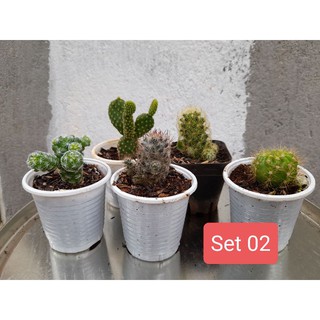 Set 5 xương rồng mini (giao ngẫu nhiên) Hoa Đá BMT