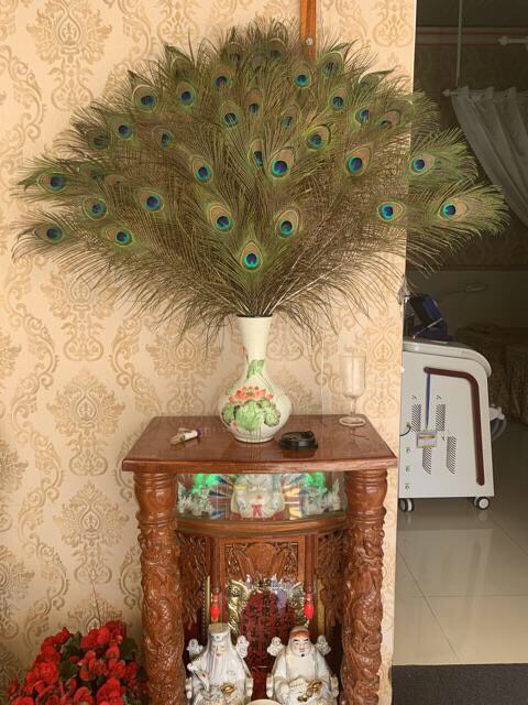 combo lông công khách đặt theo yêu cầu | BigBuy360 - bigbuy360.vn