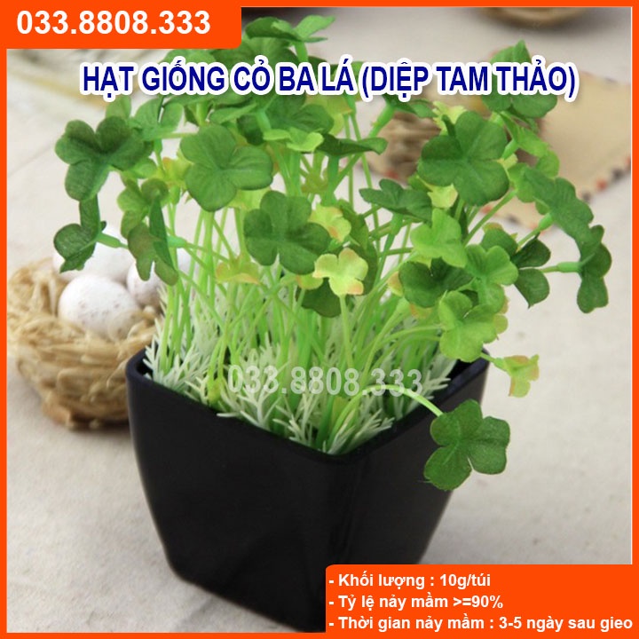 Hạt Giống Cỏ May Mắn ( Cỏ ba lá ) 50gram -  Cỏ trang trí sân vườn