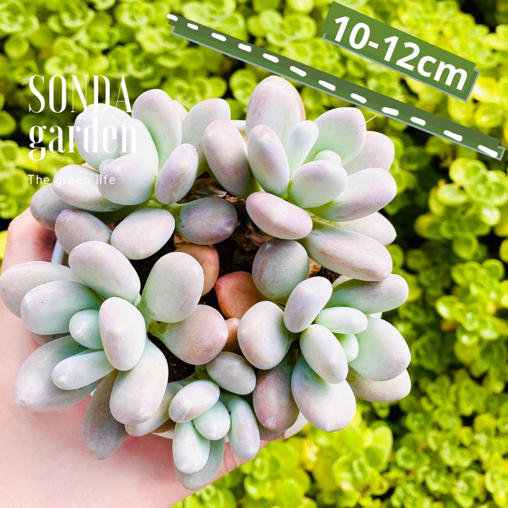 Sen đá sỏi trắng SONDA GARDEN size trung bình 10-12cm, xuất xứ Đà Lạt, khoẻ đẹp, lỗi 1 đổi 1