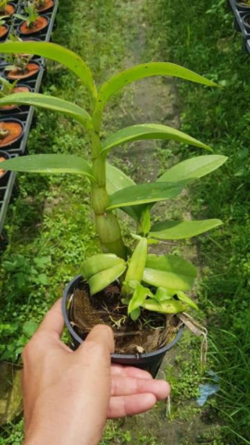 Hoa lan denro nắng tai thỏ 6 màu
