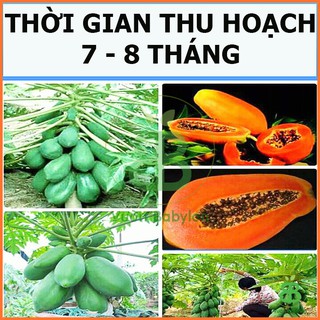 Hạt Giống Đu Đủ Ruột Đỏ Rạng Đông, Siêu Trái, Dễ trồng, Dễ nảy mầm Vuonbabylon - Gói 5 Hạt