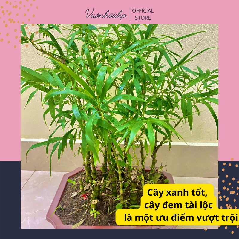 Cây trúc phật bà  cao 50cm, khóm to và rậm rạp, xanh lá quanh năm, ảnh thật, lỗi 1 đổi 1