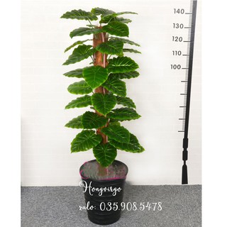 Cây trầu bà cảnh cao 1m4 - cây giả