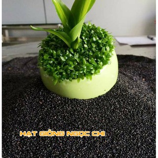 Hạt Giống Cây Cỏ May Mắn - 100 Hạt