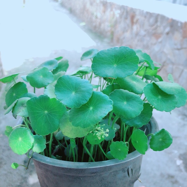Cỏ Đồng Tiền