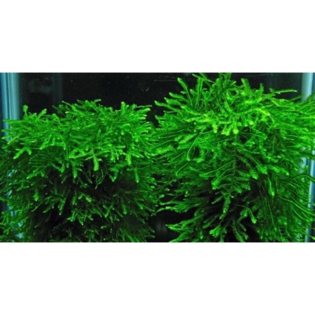 Rêu Mini Spinky - Rêu Thuỷ Sinh Dễ Trồng