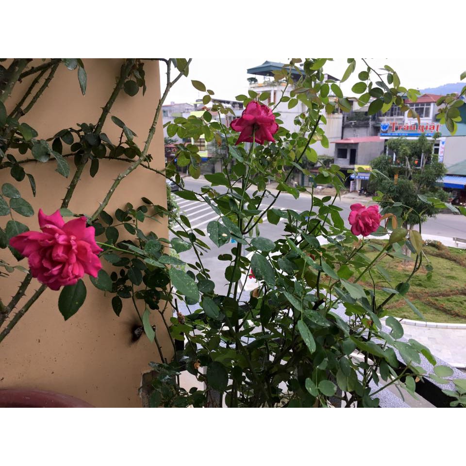 Chậu trồng hoa giấy cao 56cm mẫu đài loan cao cấp ĐL45x45x40cm