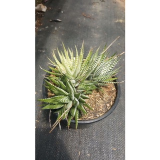 sen đá móng rồng trắng Đà Lạt