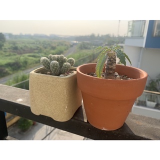 Cây hoa mặt trời