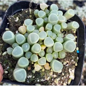 sen đá Baby toes