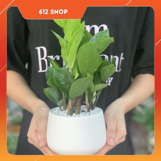 Cây Kim Phát Tài mini để bàn - 12 x 12 x 30 Cm - Cây Mini & Chậu Trồng Cây Gốm Sứ Bát Tràng