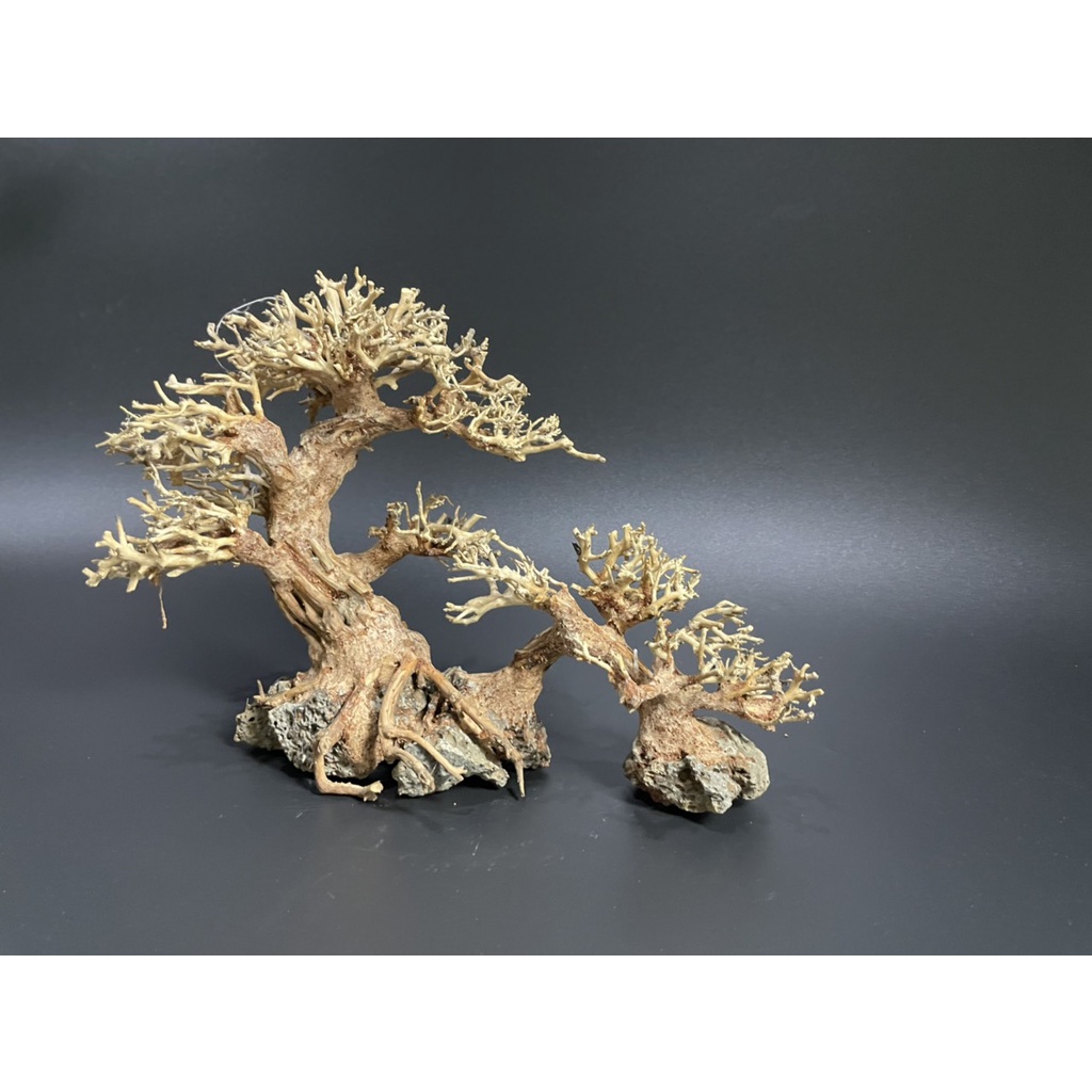 Lũa Bonsai, Lũa thủy sinh dùng trang trí hồ cá cảnh, hồ thủy sinh, văn phòng, nhà cửa