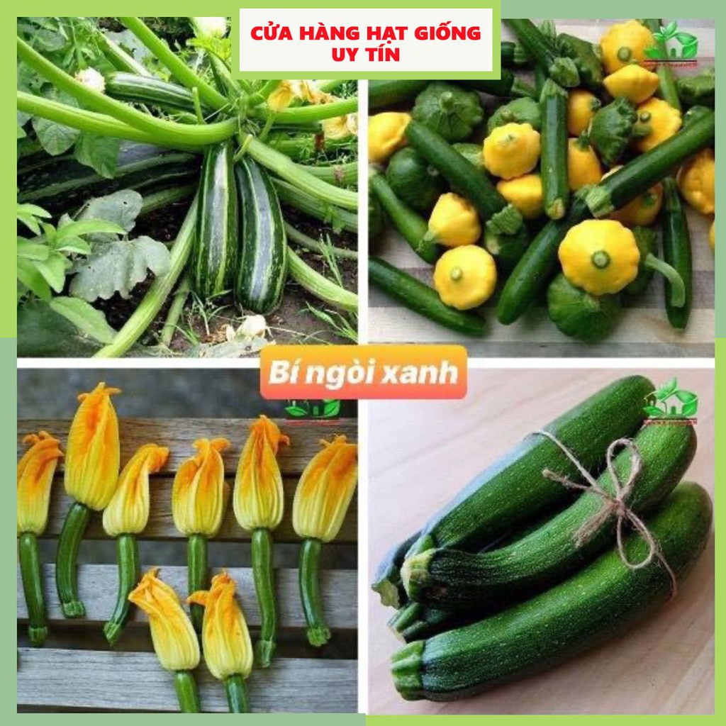 Hạt Giống Bí Ngòi Xanh F1 Loại dễ trồng năng suất cao kháng sâu bệnh (gói 200gram ,500gram,1kg)
