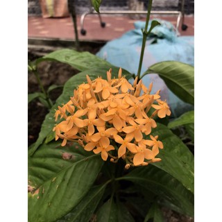 (1 chậu) Cây bông trang mỹ cam vàng ( hoa mẫu đơn )