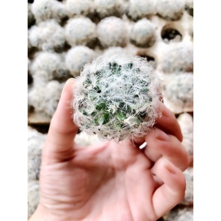 xương rồng gai tuyết