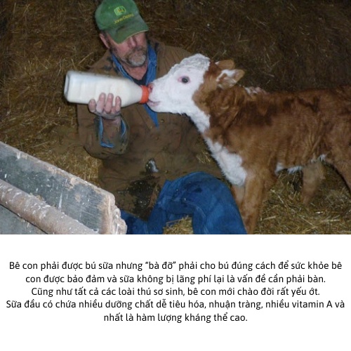 Bình bú sữa cho bò dê 2ML Dương Ninh hỗ trợ cho gia xúc BB36