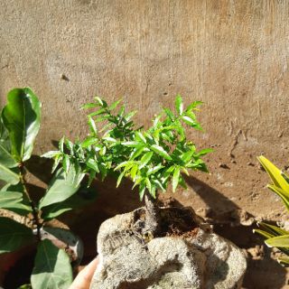 Mai chiếu thủy HÒN NON BỘ mini