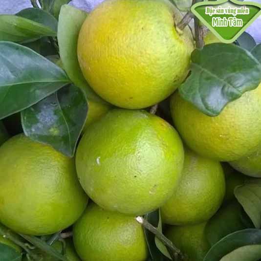 Cam xoàn ngọt bao ăn [CHỈ GIAO TPHCM]