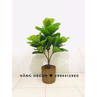 Cây bàng giả- Cây bàng singapore cao cấp 3 nhánh cao 1m - Hằng decor