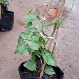 CÂY GIỐNG HOA THIÊN LÝ