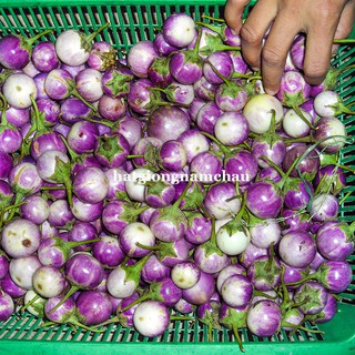 1GR - HẠT GIỐNG CÀ PHÁO TÍM