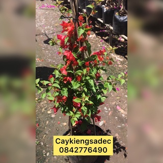 hoa giấy thái caykiengsadec + tặng phân bón