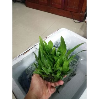 dương sỉ cầu tròn