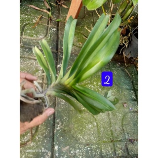 Lan chồn tím ghép gỗ thuần khoẻ