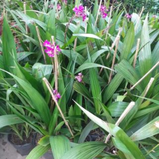 Địa lan chu đỉnh ( 3 màu)