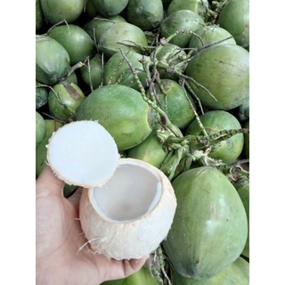 DỪA TƯƠI NGUYÊN TRÁI - DỪA TA
