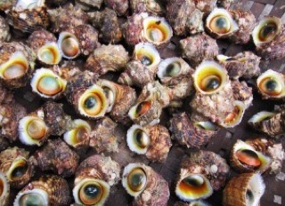Vỏ Ốc mắt Ngọc