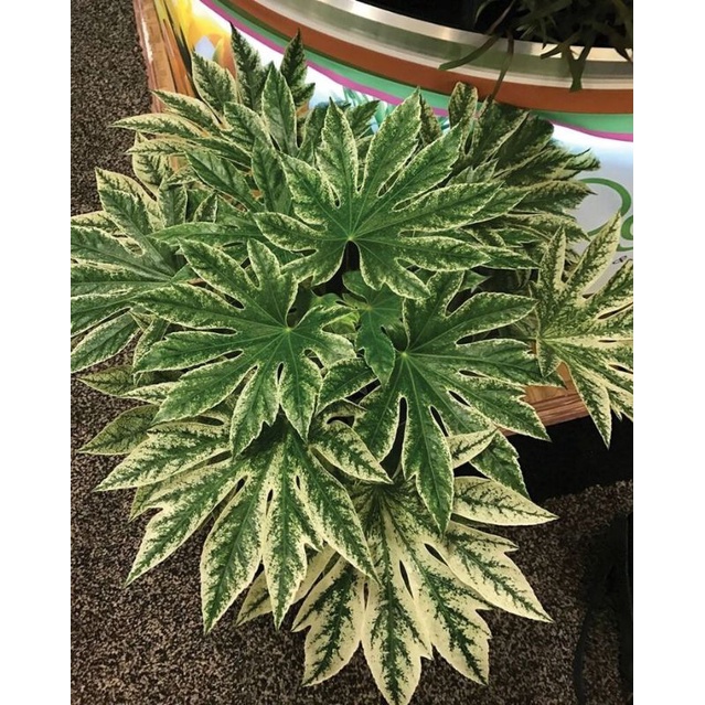 Chậu cứng Fatsia Spiders Web