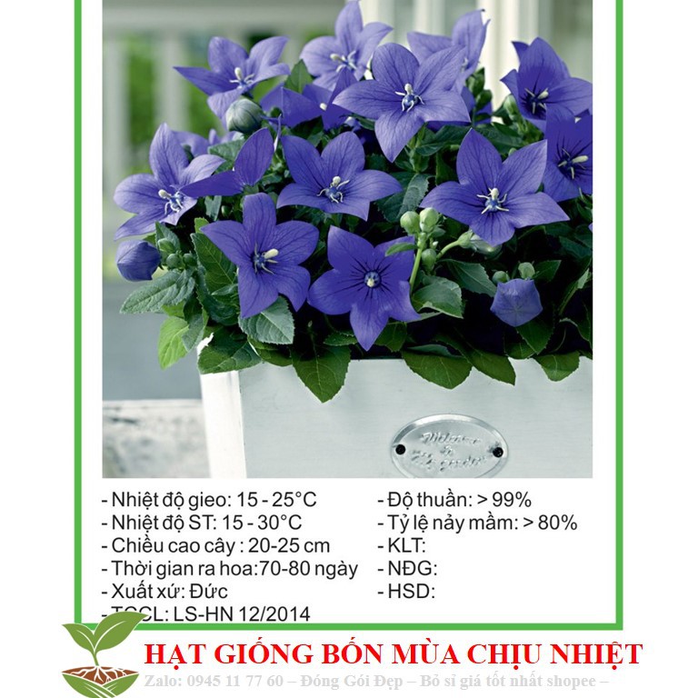 Hạt Giống Hoa cát cánh xanh blue 50 Hạt/ Gói ĐẾN MÙA TRỒNG TẾT