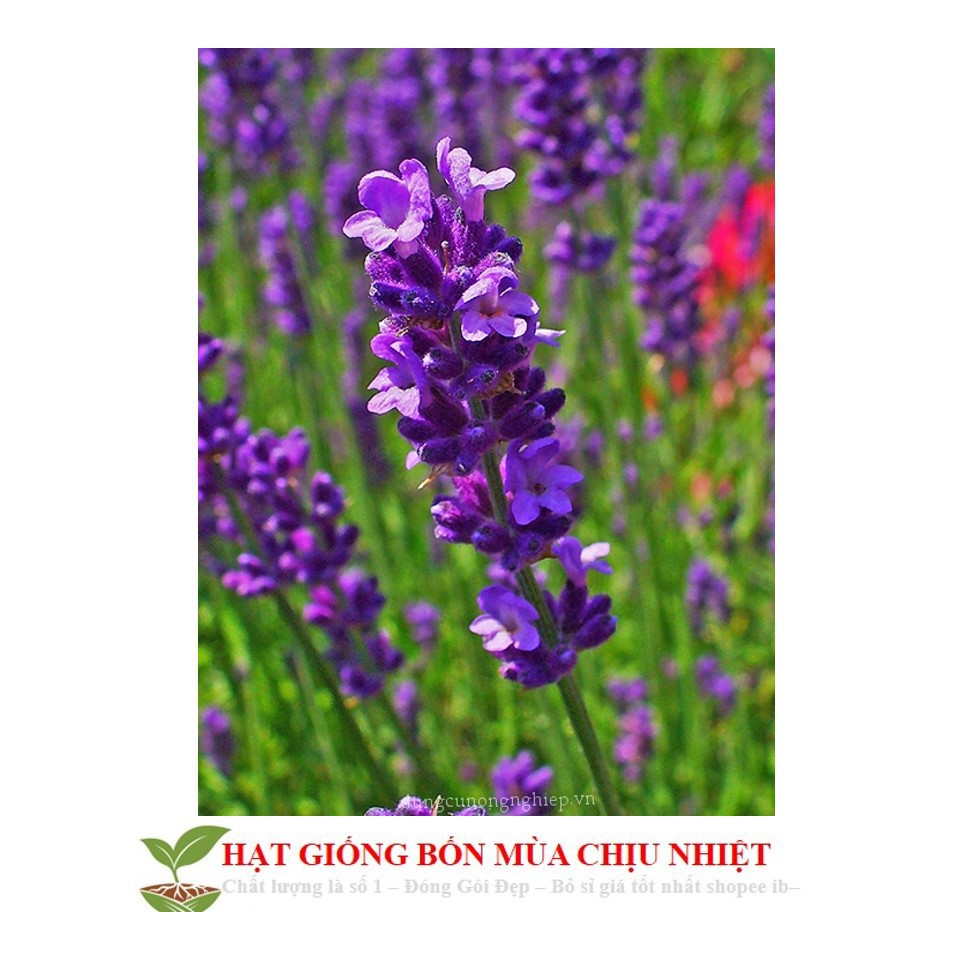 Hạt giống hoa oải hương pháp (lavender tuyết) ĐẾN MÙA TRỒNG TẾT