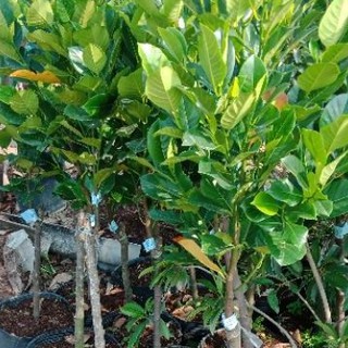 cây mít ruột đỏ to cao 1,2-1,3m