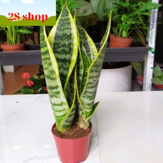 Cây Lưỡi Hổ Viền Vàng (KT 12cm cao 32cm). Trang trí giúp lọc không khí văn phòng, phòng ngủ