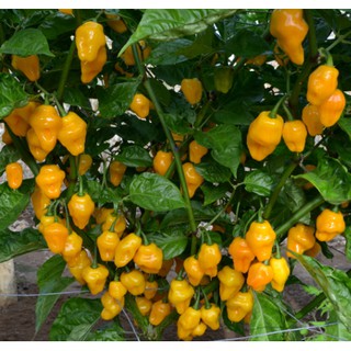  Gói 5 hạt giống Ớt Cay Habanero Vàng Scoville 350k