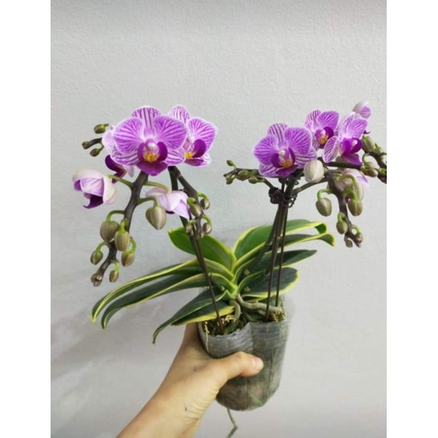 Combo 2 cây hồ điệp lá biên phát tài cây sẵn  2 ngồng hoa