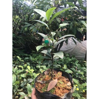 Mai TỨ QUÝ