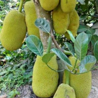 Cây mít thái đỏ
